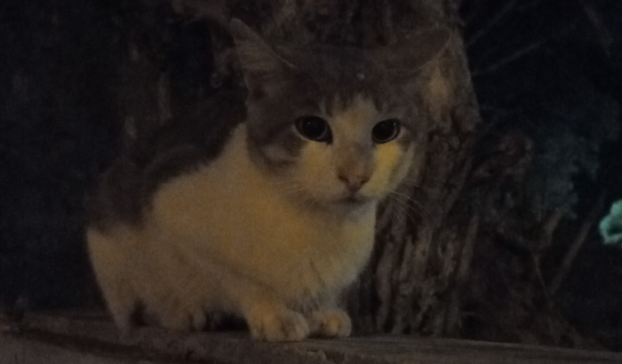 ajudar o gatinho da rua