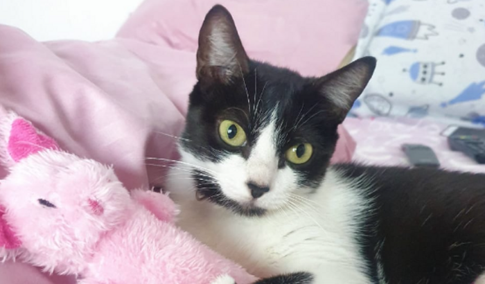 Ajude a salvar a Titica