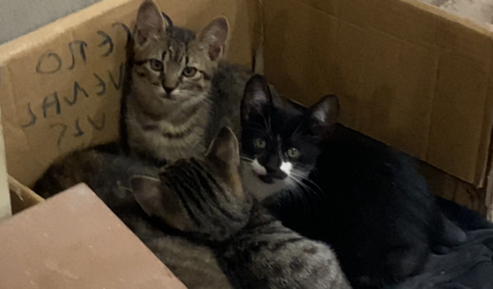 Vaquinha pra ajudar os gatinhos  abandonados 🐈‍⬛ 🤍