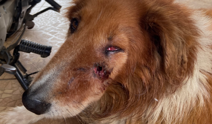 Ajuda para gastos com veterinário