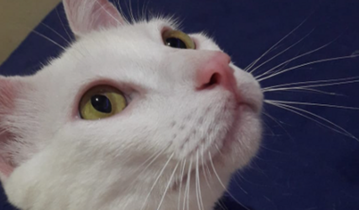 Ajuda para Tratamento do gato Bernardo