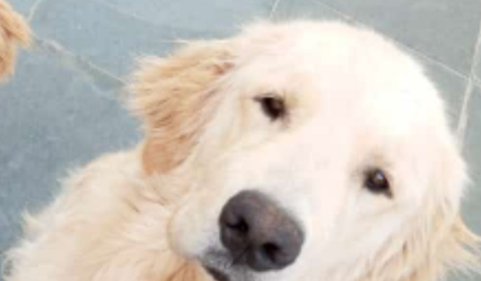 Tratamento doença do carrapato