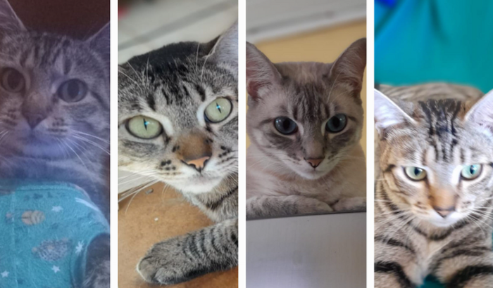 Ajude a atena, mya,mitizinha e a pequena