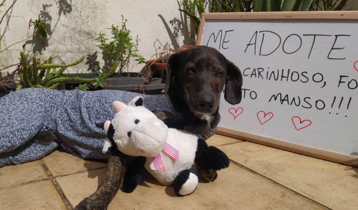 Ajude nos gastos do cão atropelado de Limeira