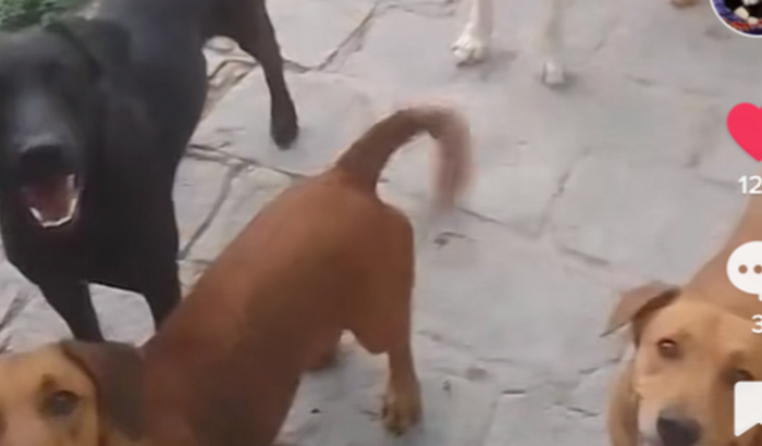 Ajuda para a Dri voltar pra Sampa com seus pets