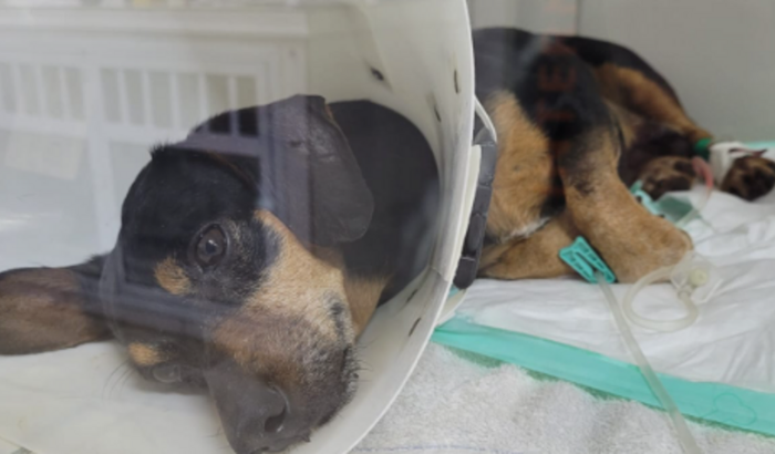 Cirurgia Ortopédica Teddy