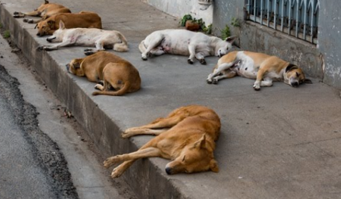 Ajuda para construir uma clínica para cuidar de animais de rua e para pessoas sem condições