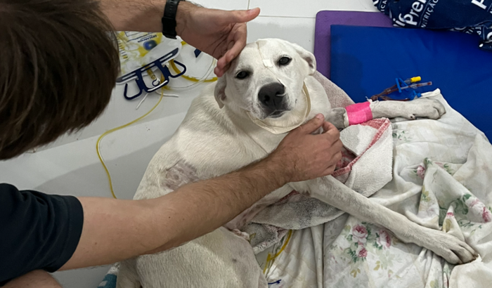 Tratamento médico para um cachorro atropelado