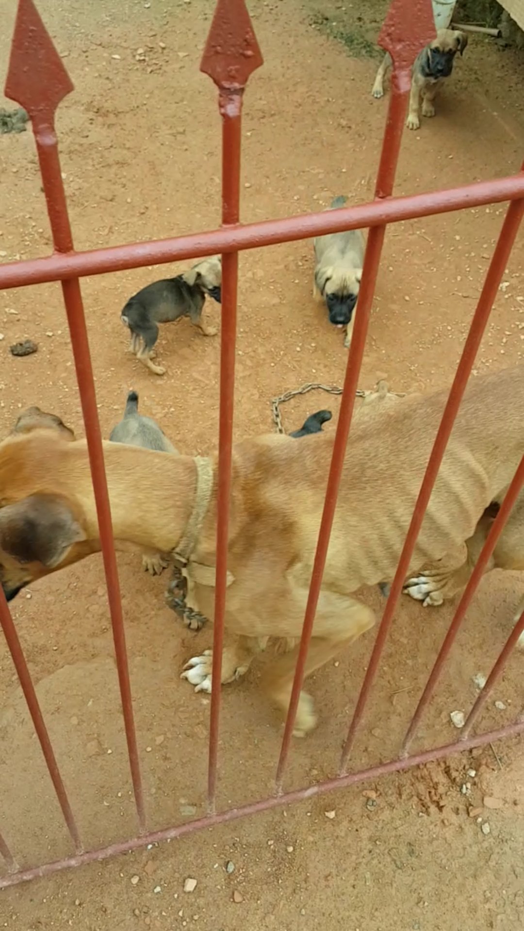 Tratamento cães Boxer encontrados em situação de abandono