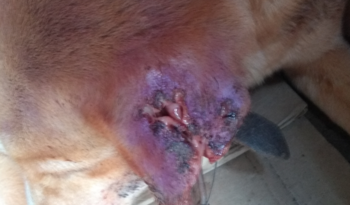 Ajuda para tratamento do Pennywise