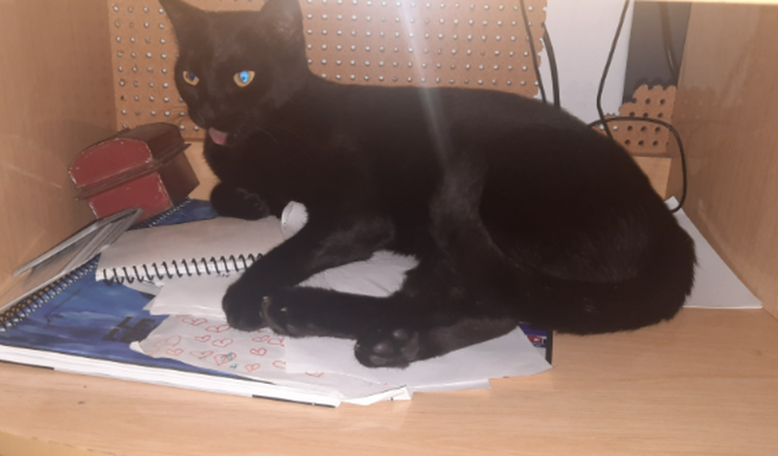 Ajude minha gatinha Luna