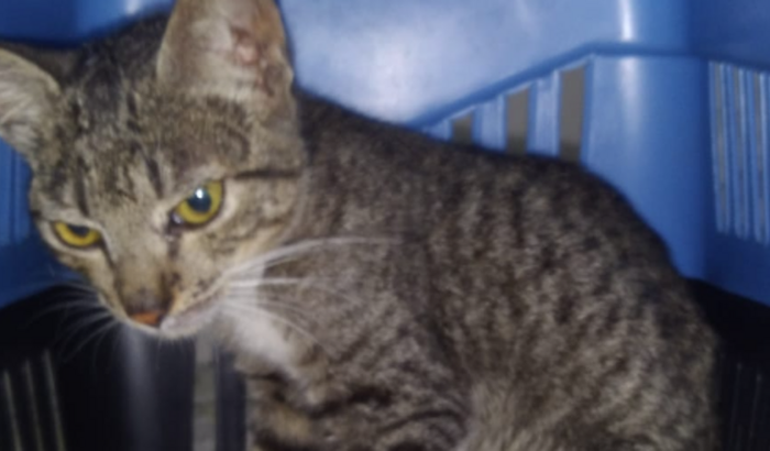 Ajuda para o gatinho com fratura exposta