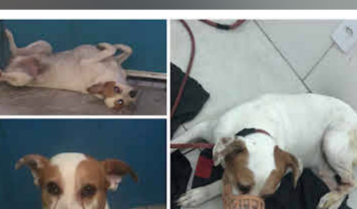 A operação de dog branquinho 