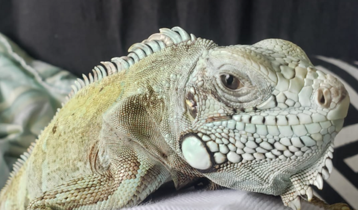 Iguana do meu sonho