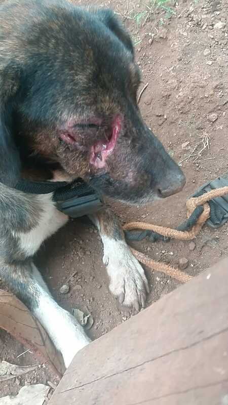 Cachorro com míase 