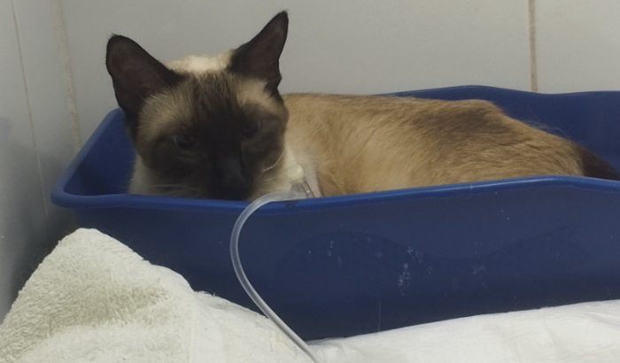 Ajude no tratamento da gatinhazinha 