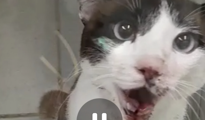 Cirurgia do meu gatinho.