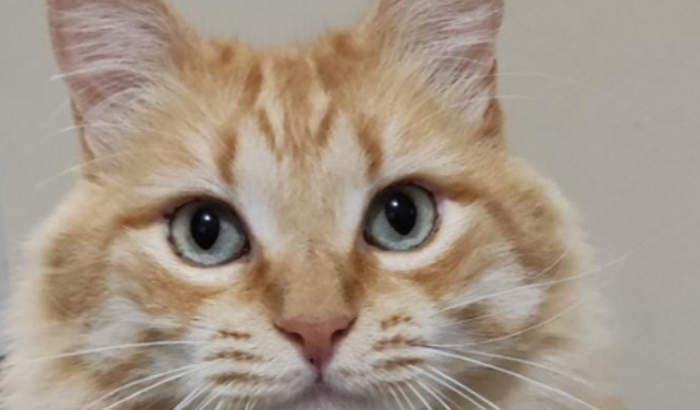 GATINHO IVAR - DOENTE RENAL