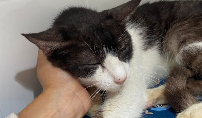 Ajuda para pagar as clínicas veterinárias 