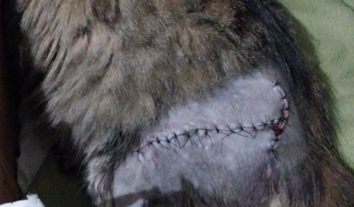 Ajuda pra cirurgia da Gata Galatca