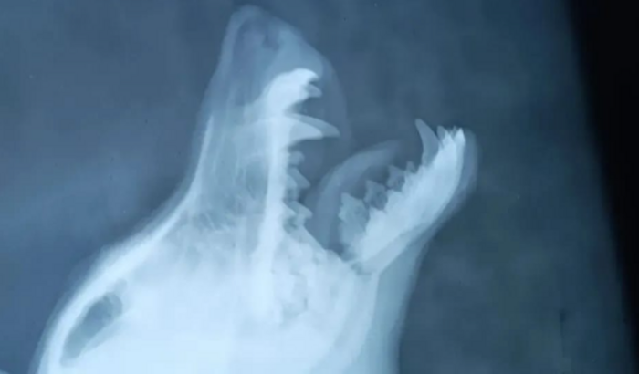 Cirugia D/Mandibula
