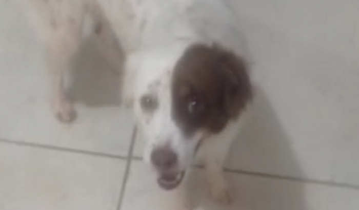 Cachorro 