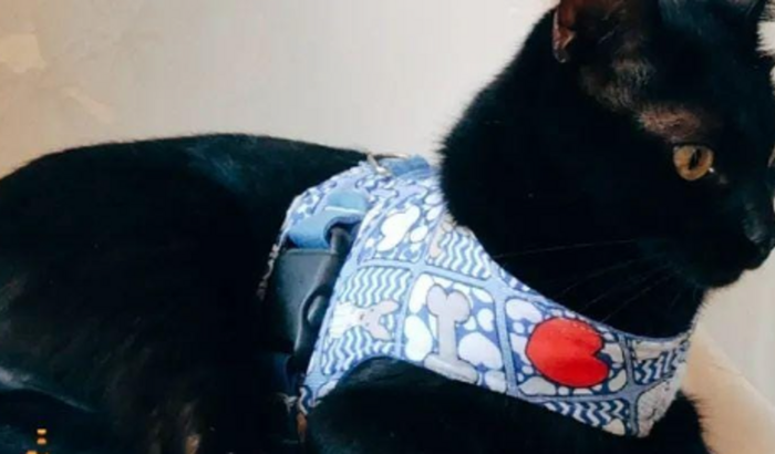 Ajude o gatinho Fred a fazer a cirurgia