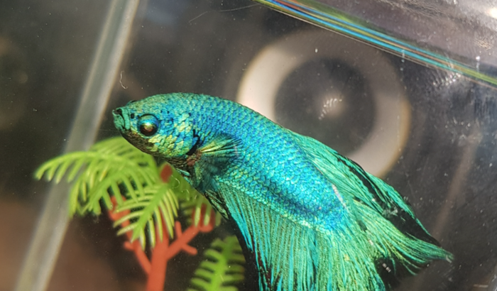 Aquario maior para os peixinhos:) e os itens necessários