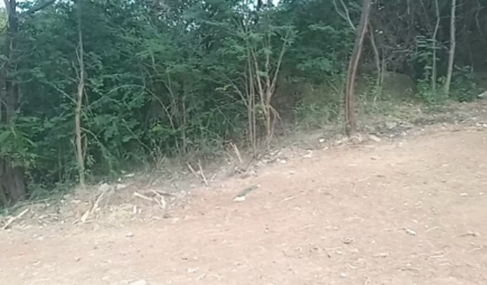 Horta e frutas sociais 