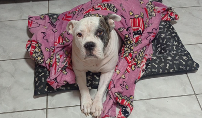 Cirurgia patinha Tequila