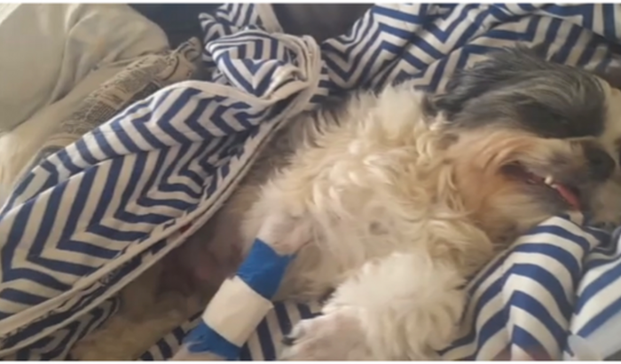 Ajude a estrela(cálculo na bexiga)