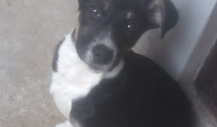 CIRURGIA  PET  - FELICIA