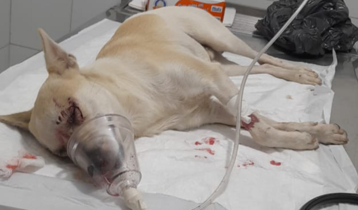 Custeamento das despesas do Bob(cachorrinho atropelado)