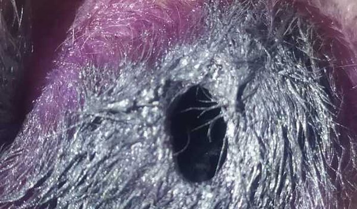 Ajudr animais de rua 