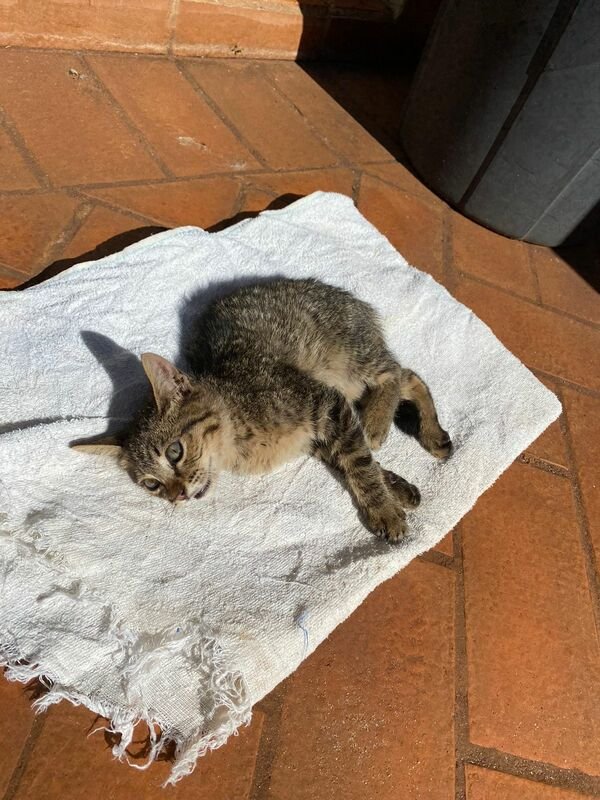 Gatinho debilitado 