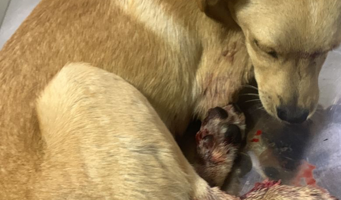 CIRURGIA CARAMELO E CUIDADOS