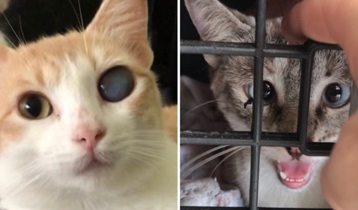 Cirurgia Siamês e Francisco