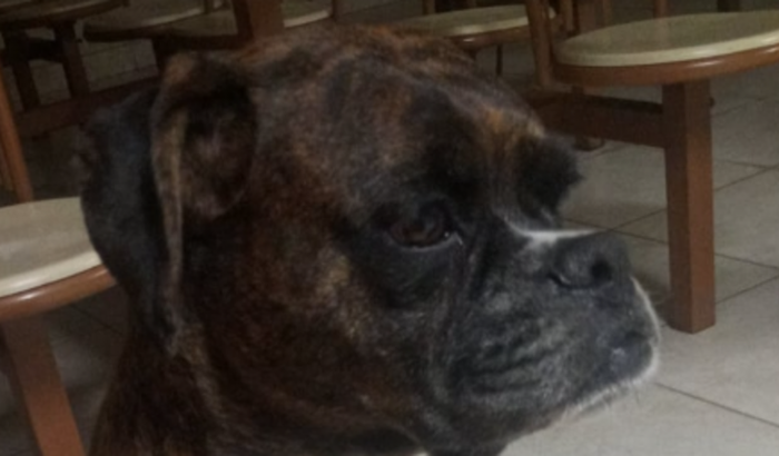 Ajuda para minha cachorrinha bella