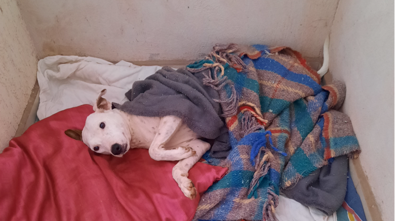 Tratamento do Amigo Maradona