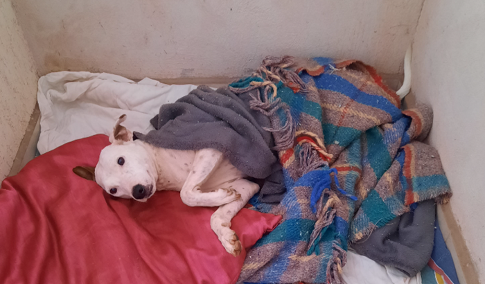 Tratamento do Amigo Maradona