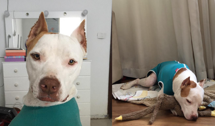 Ajude a Kira, uma Pit Bull