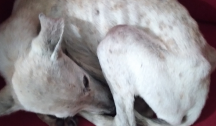 Animais 