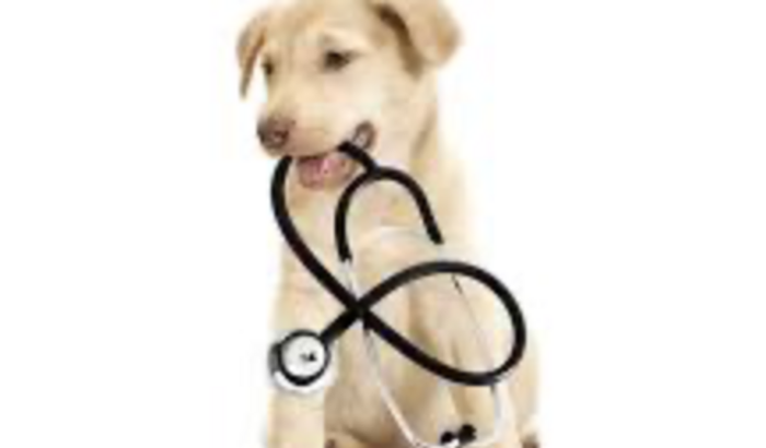 Curso técnico em veterinária