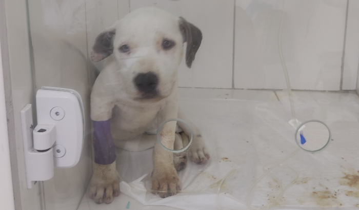 R$ VETERINÁRIO da Denise 