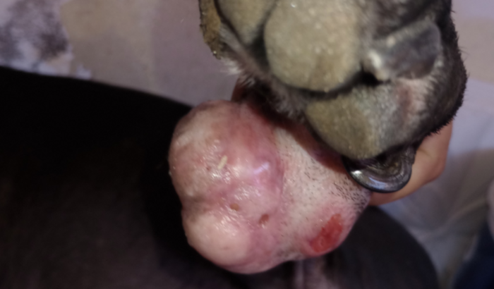 Ajudem a cadela pop tirar o tumor da pata ..