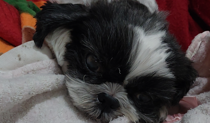 Ajuda a salvar a belinha minha filha de 4 patas