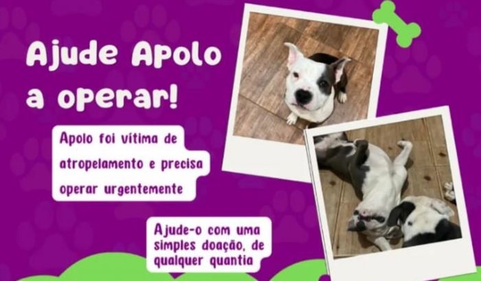 AJUDE APOLO