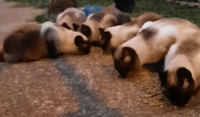 Lar e Cura - Resgate de Gatos