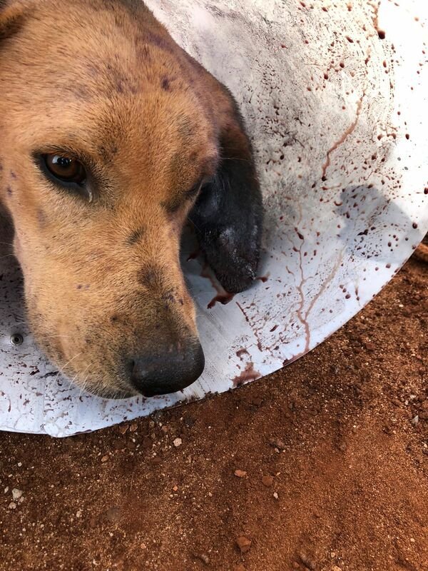 Cachorro míase na orelha 