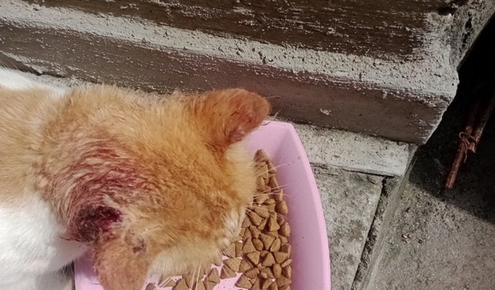 Ajuda pra um gato de rua 